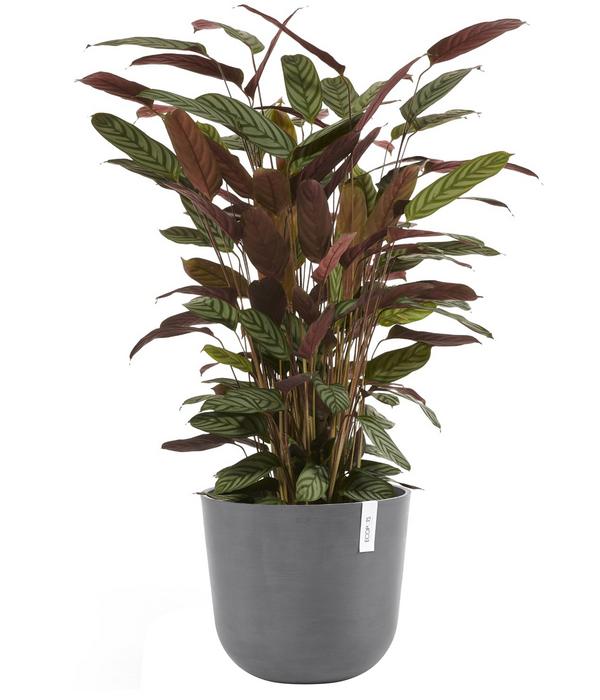 Ecopots Kunststoff-Topf Oslo mit Wassersystem,