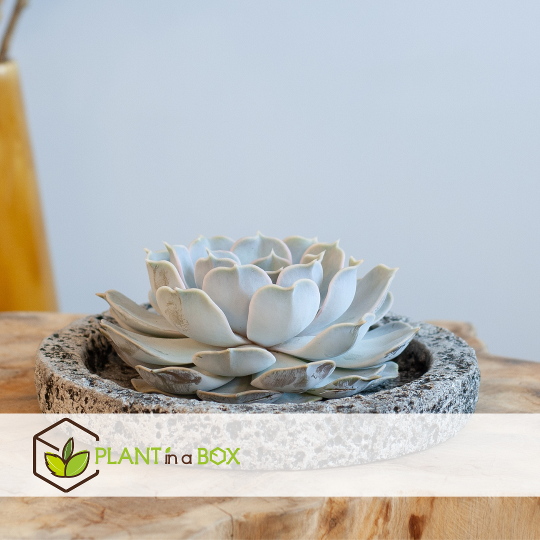 Echeveria koala bowl - succulente en échelle décorative - gris - 20 cm