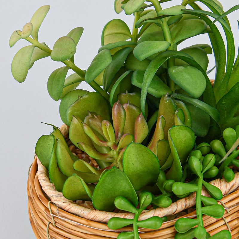 Composition de succulentes en pot