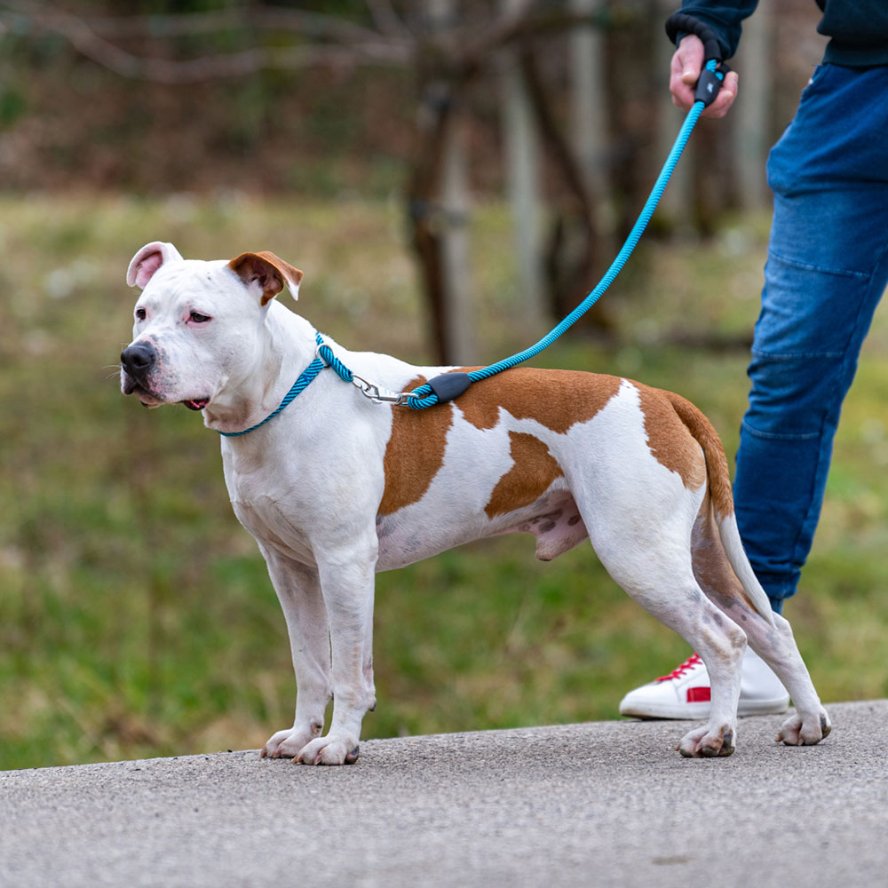Collier semi-étranglé pour chiens sport extreme cs13/60, longe en nylon robuste, ajustable, azur-bleu