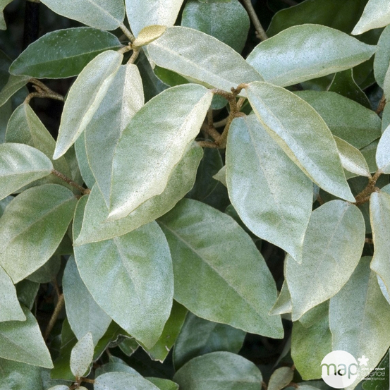 Elaeagnus x ebbingei : H 80/100 cm : ctr 10 litres