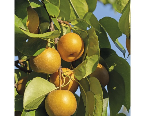 Biologische Nashi Peer Kumoi FloraSelf Organic Pyrus pyrifolia 'Nashi Kumoi' Stamhoogte 60 cm Totale hoogte ca. 100-120 cm Co 7,5 L Struik