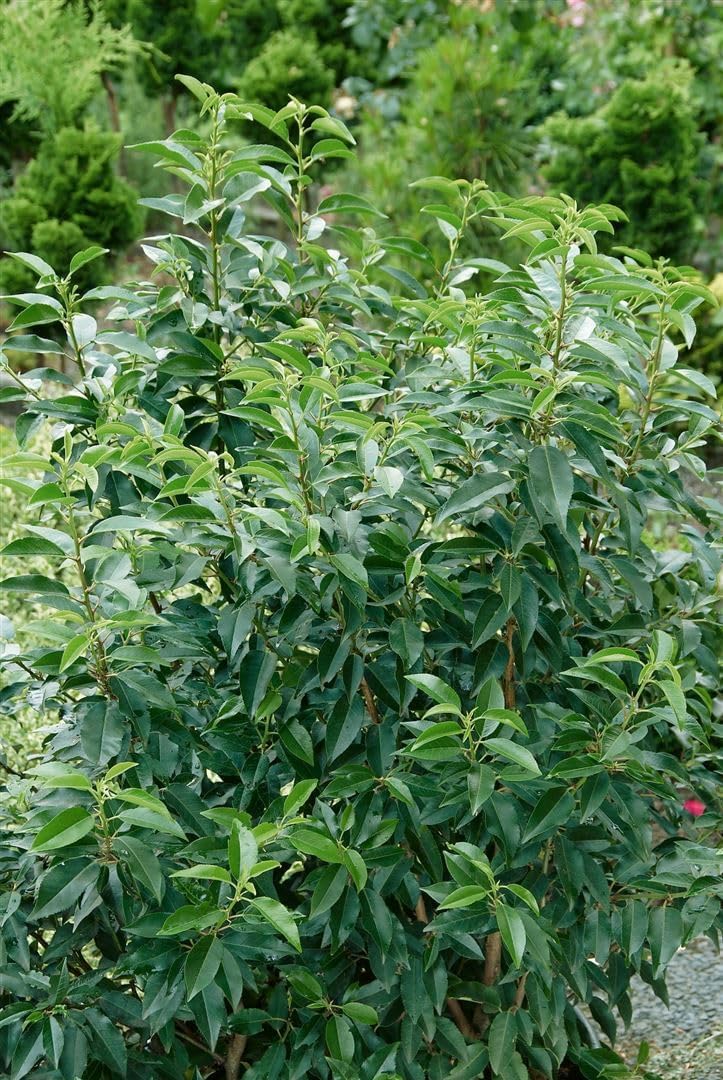 Prunus lusitanica 'Angustifolia' 125-150 cm - Portugiesischer Kirschlorbeer, immergrün, ideal als Hecke, pflegeleicht, winterhart