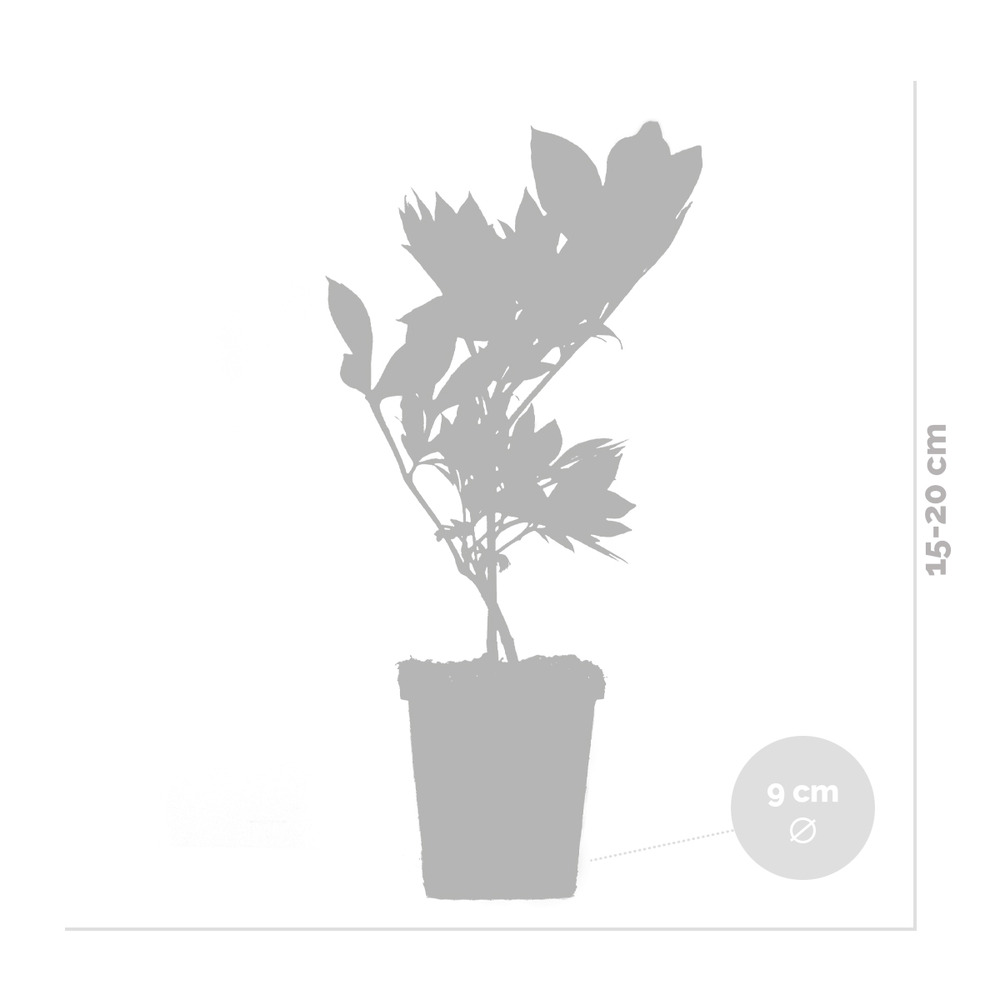 3x paeonia mix – pivoine – arbuste – rustique – ⌀09 cm - ↕15-20 cm