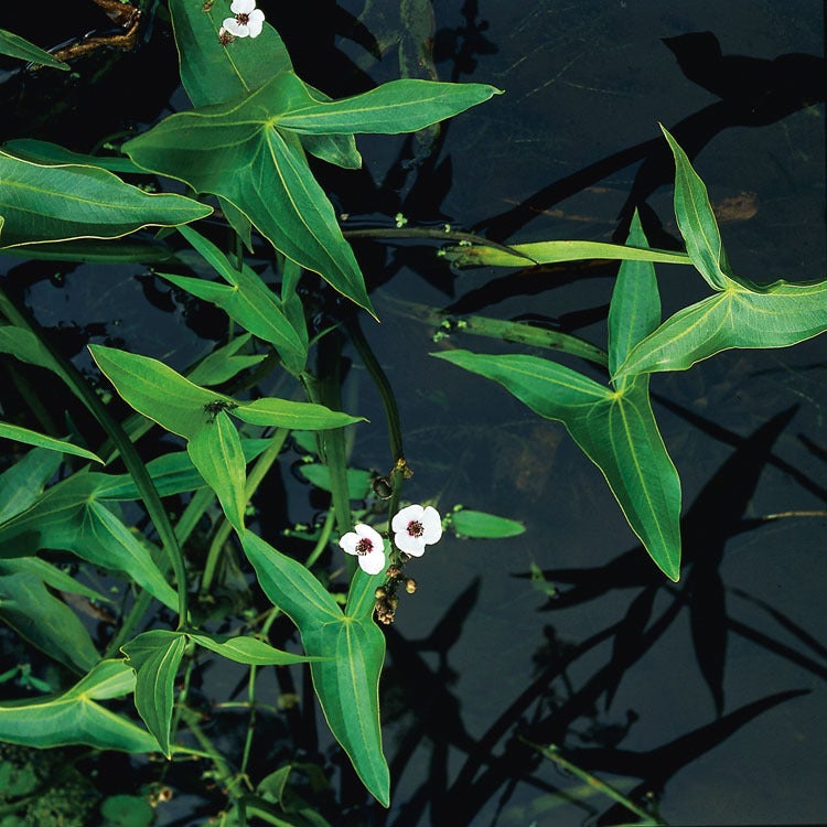 Pijlkruid (Sagittaria sagittifolia) D 9 H 20 cm
