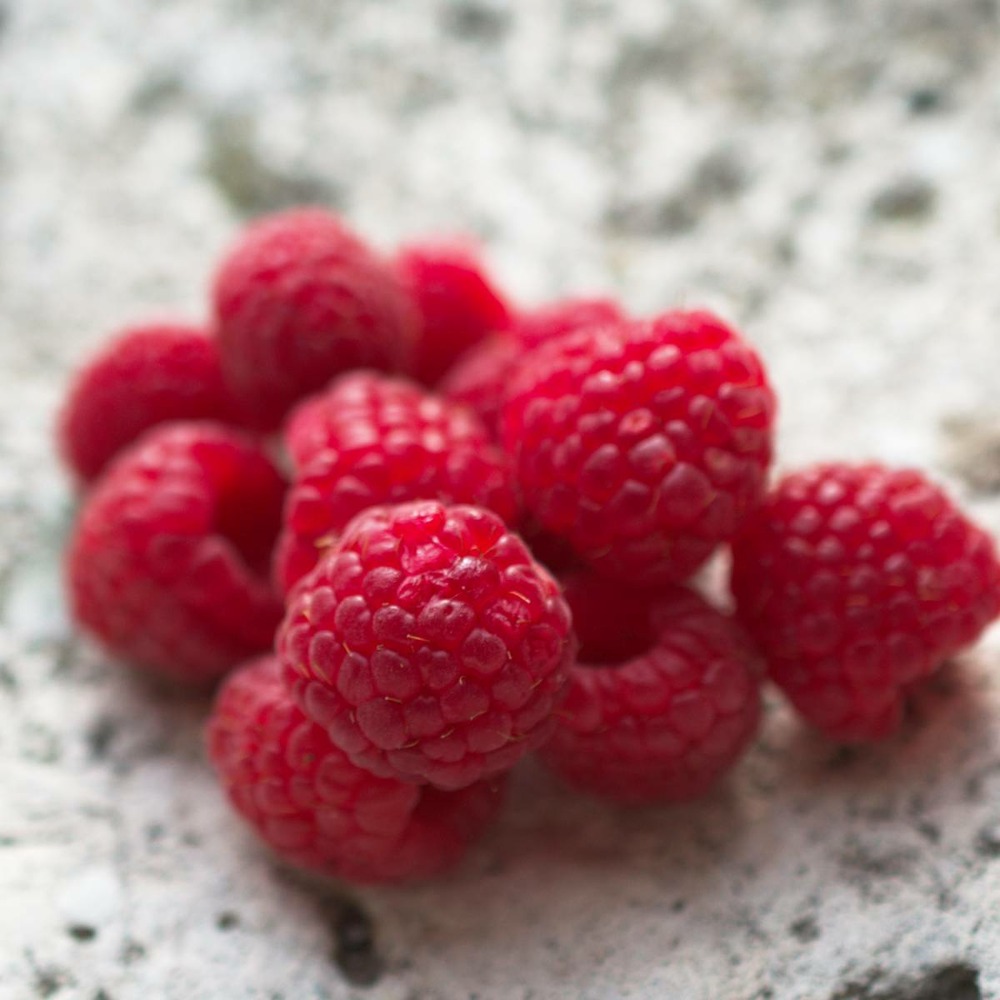 Framboisier idaeus zeva/rubus idaeus zeva[-]pot de 5l - 40/60 cm