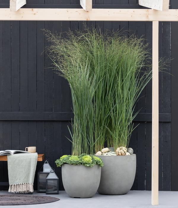Rutenhirse 'Northwind'