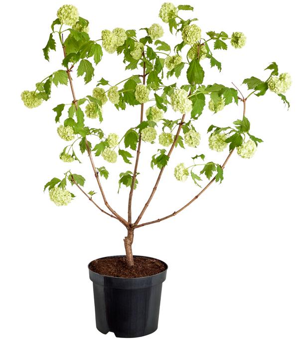 Gefüllter Schneeball 'Roseum'