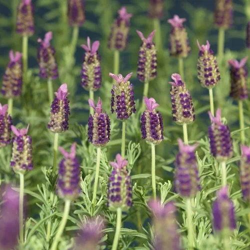 Lavandula stoechas Sommerfugllavendel Ø10,5 cm