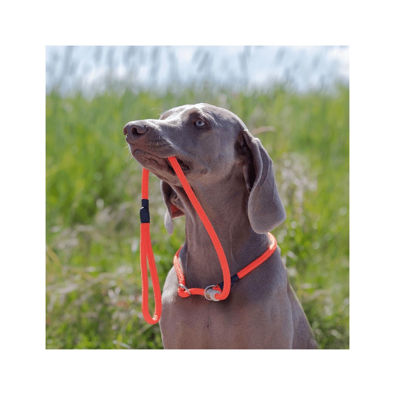 ROMNEYS Moxonleine Melrose rot 1,3 m