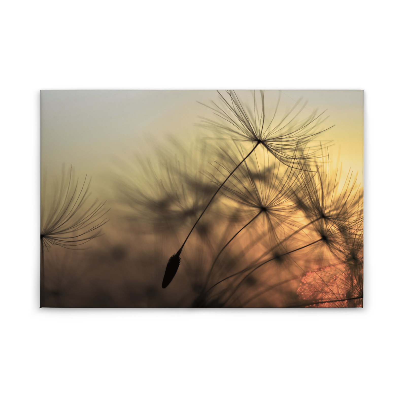 Leinwandbild PUSTEBLUME - orange-gelb - 90x60 cm