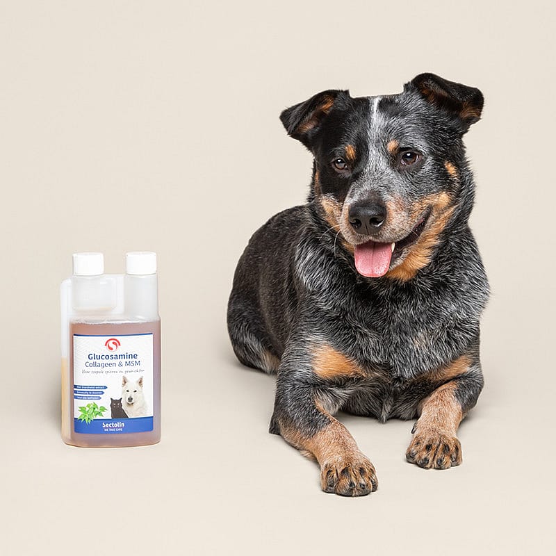 Sectolin Glucosamine, Collageen & MSM Gewrichten Hond Kat | 500 ml | 12454.1