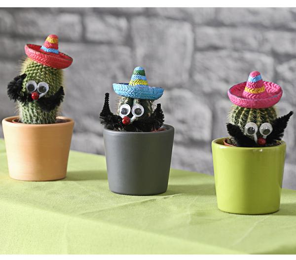 Kaktus mit Sombrero - Cactaceae, verschiedene