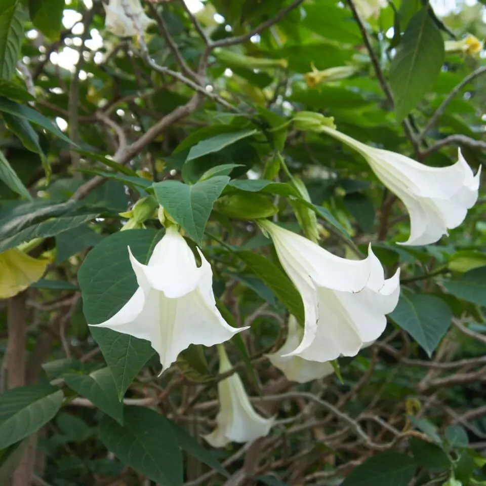 Engelentrompet - Set van 6 - Brugmansia - Hoogte 25-40cm - ⌀9cm