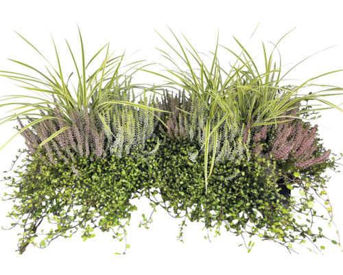 Calluna Muelenbeckia Quattro Ø 19 cm pot
