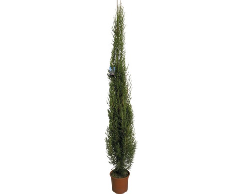 Mediterranean cypress 'Pyramidalis' FloraSelf Cupessus sempervierens 'Pyramidalis' H 130-150 cm Co 5 L