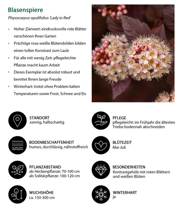 Blütenhecke Romance, 4-teilig