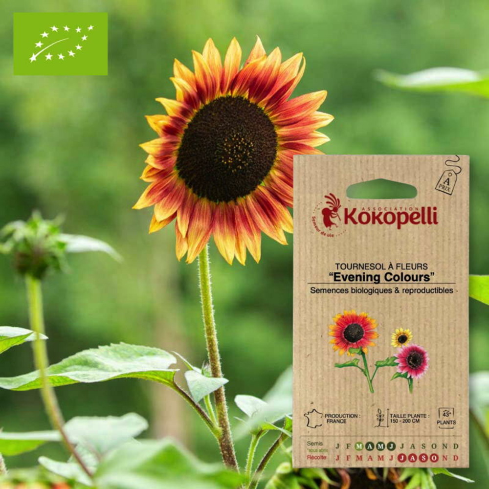 Sachet de graines bio à semertournesol à fleurs evening colors