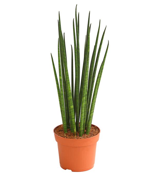 Bogenhanf - Sansevieria cylindrica 'Mikado'