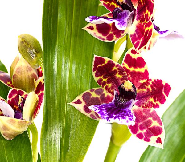 Zygopetalum - Zygopetalum cultivars