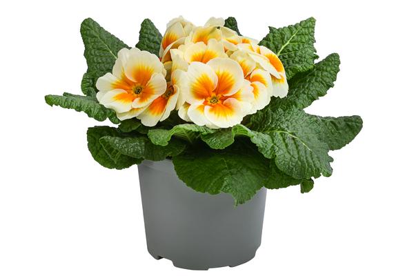 Primel in Sonderfarben, verschiedene Farben