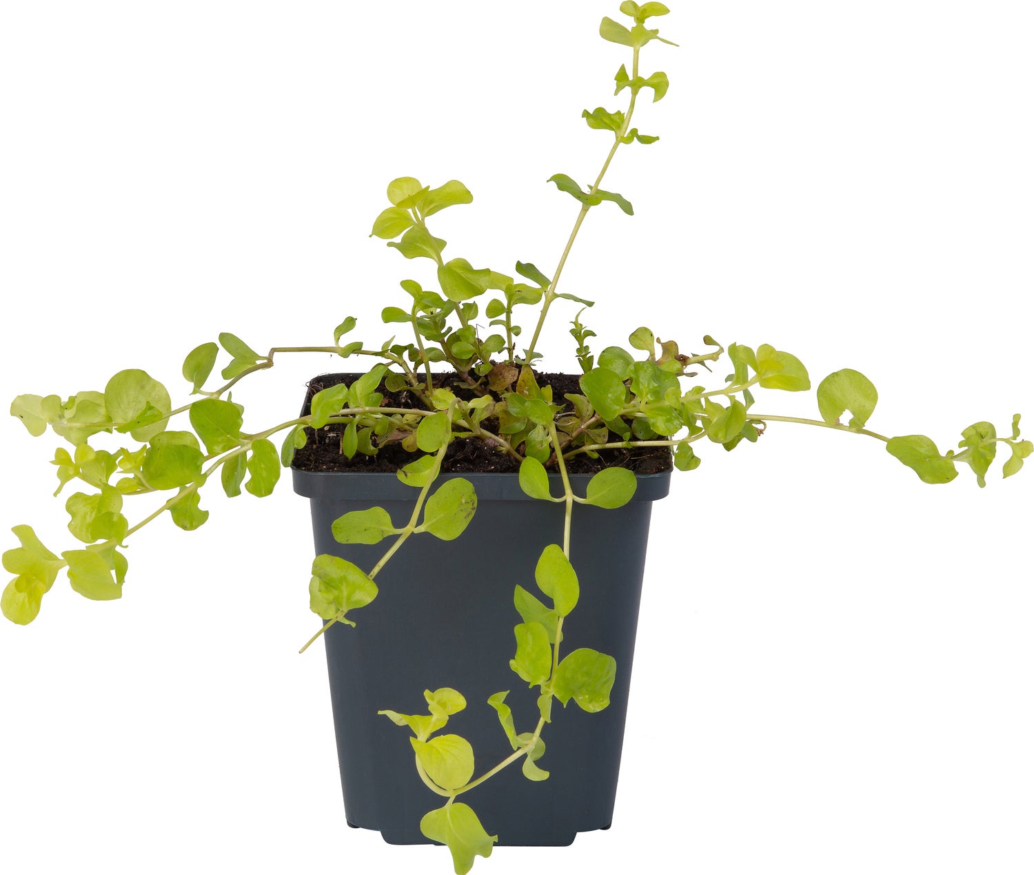 Penningkruid (Lysimachia nummularia 'Aurea') D 9 H 20 cm