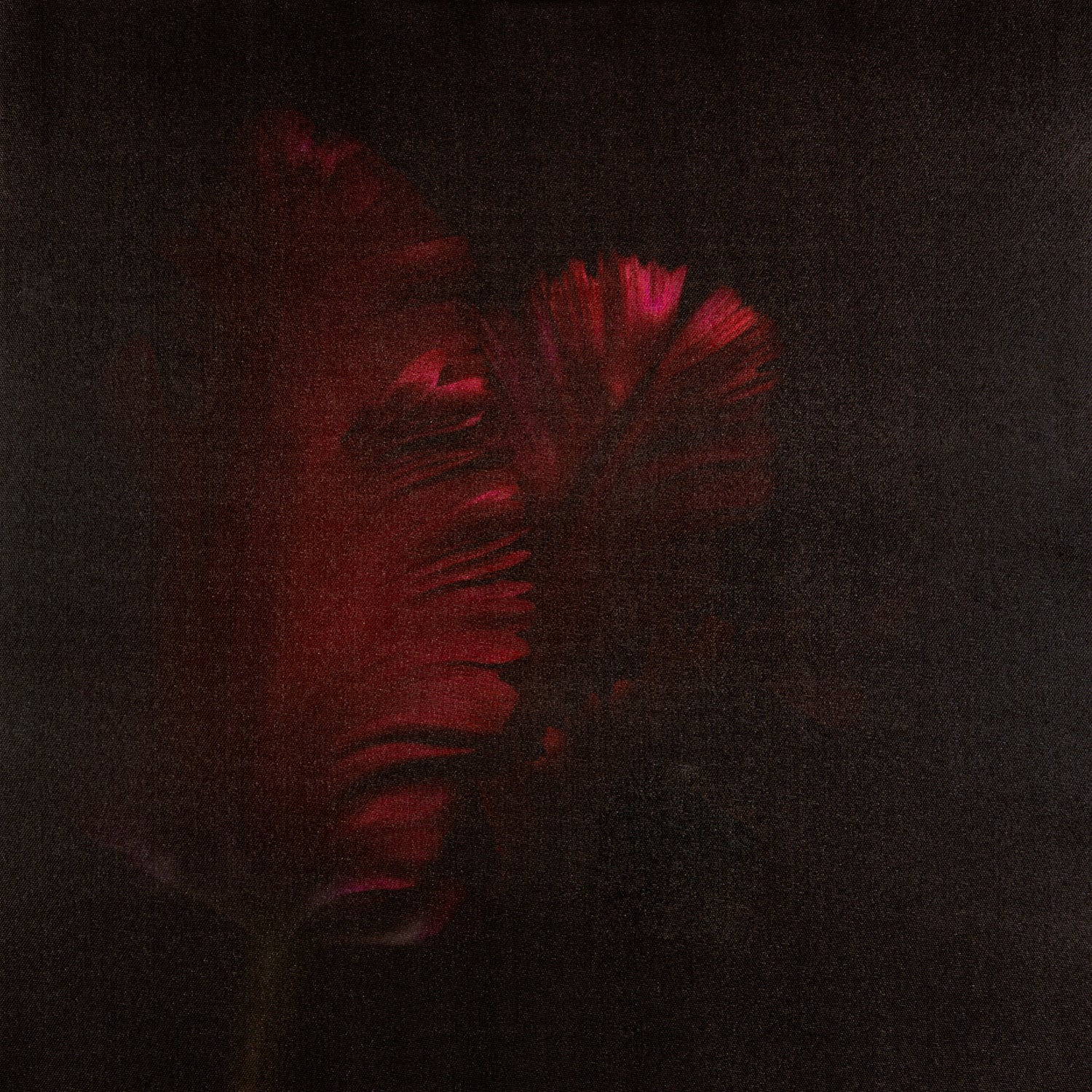 Intratuin tuinschilderij tulp multi 50 x 50 cm