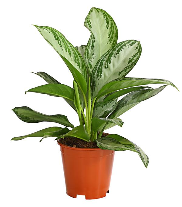 Kolbenfaden - Aglaonema commutatum 'Silver