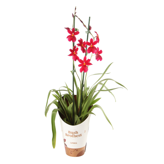 Orchidée Cambria 'Nelly Isler' 2 tiges - pot D.13 cm