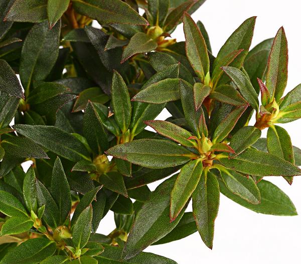 Zwerg-Rhododendron