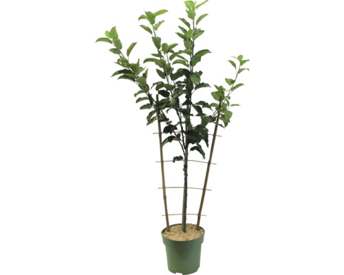 Biologische Herfstappel 'Elstar' Trellis FloraSelf Bio Malus domestica 'Elstar' Co 5 L