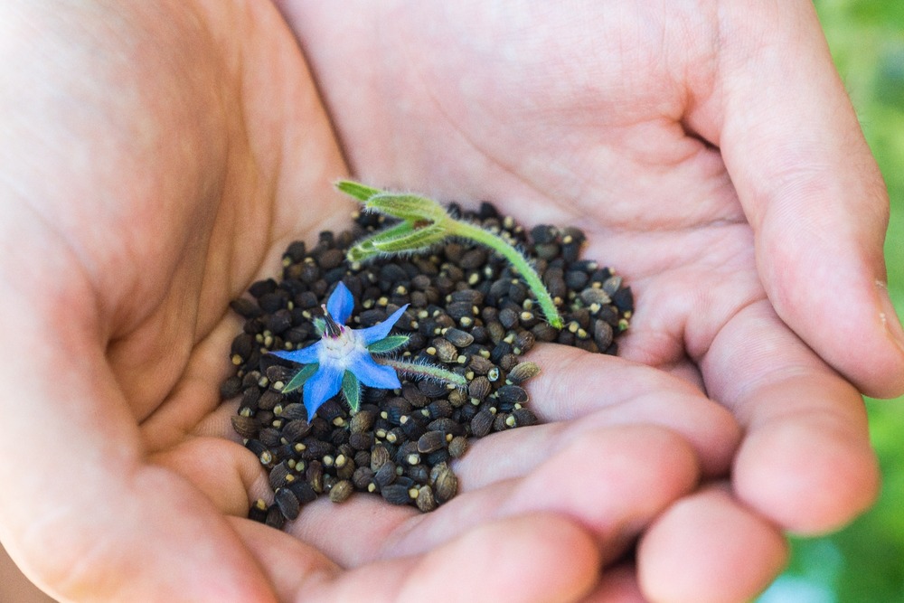 Kit cadeau - bio - bourrache - 40 graines - borago officinalis
