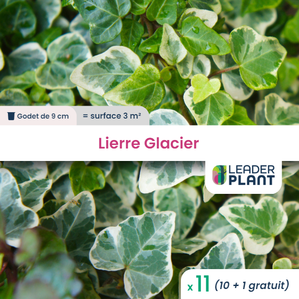 11 x lierre glacier en godet