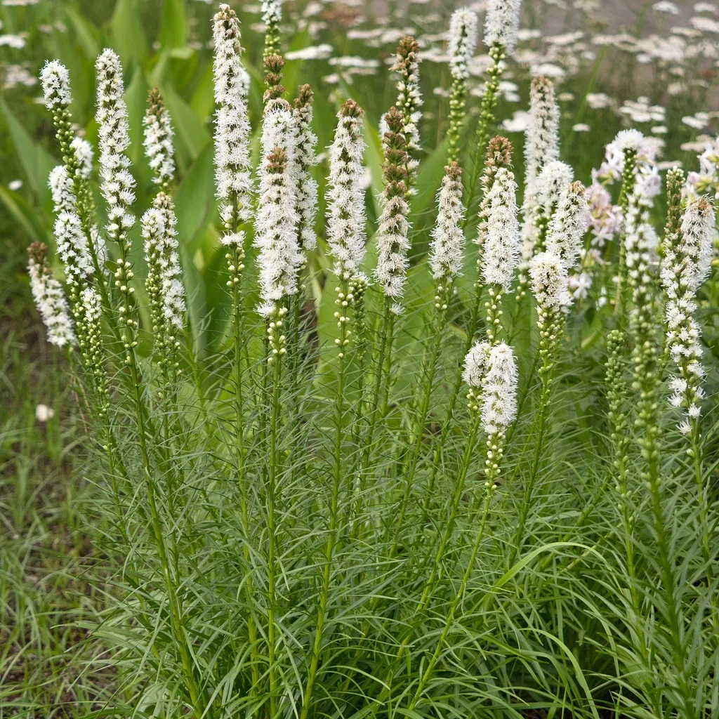 Liatris spicata 'Alba' Akssyleblomst  'Alba' Ø11 cm
