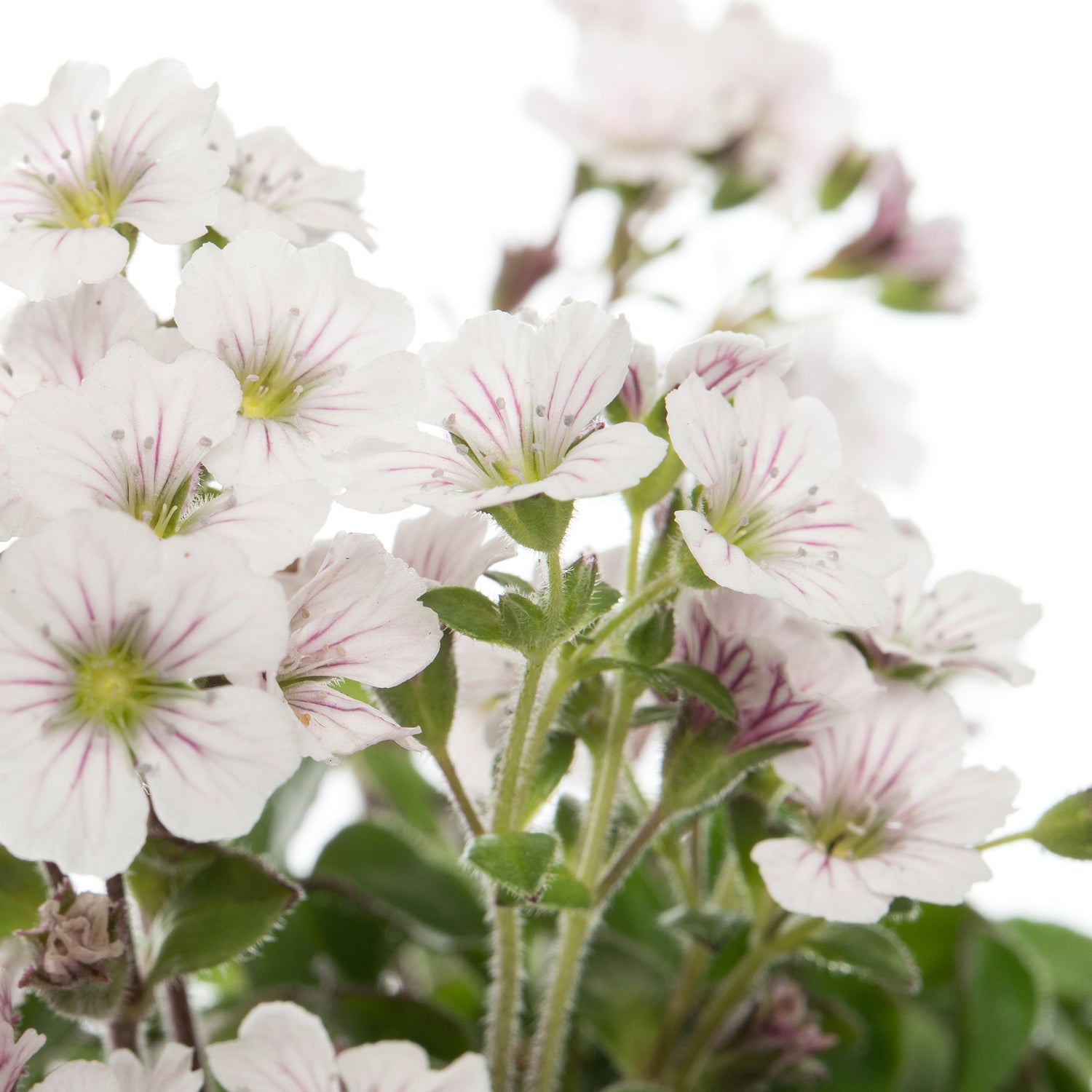 Gipskruid (Gypsophila cerastioides) D 9 H 10 cm