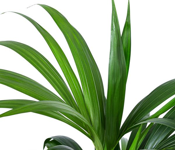 Kentiapalme, Howea forsteriana, Hydrokultur