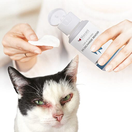 Maxani Eye Discharge Remover Hond Kat 100 ml | 12741