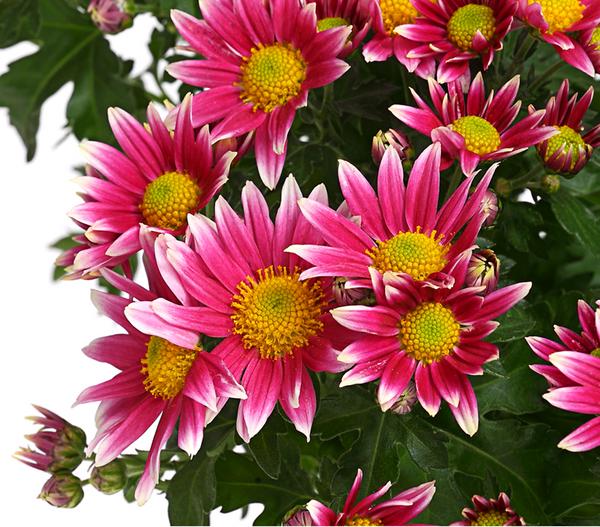 Garten-Chrysantheme, Sonderfarben
