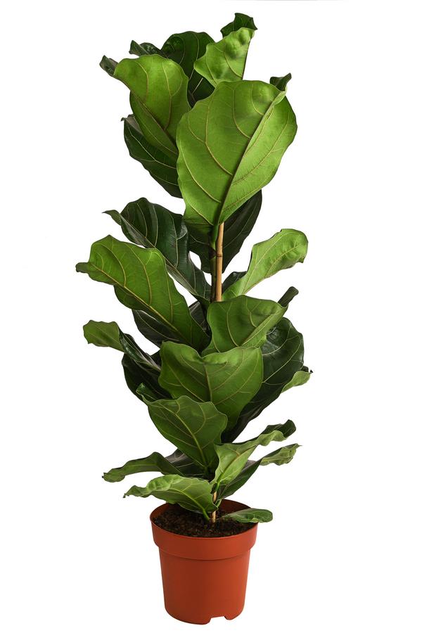 Geigenfeige - Ficus lyrata
