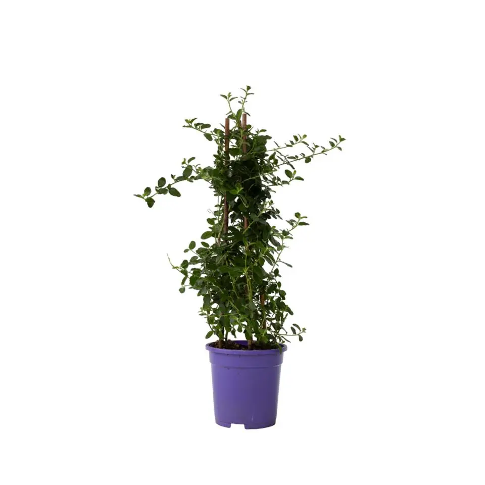 Amerikaanse sering - Ceanothus thyrsiflorus Repens - Hoogte 60-70cm - ⌀17cm