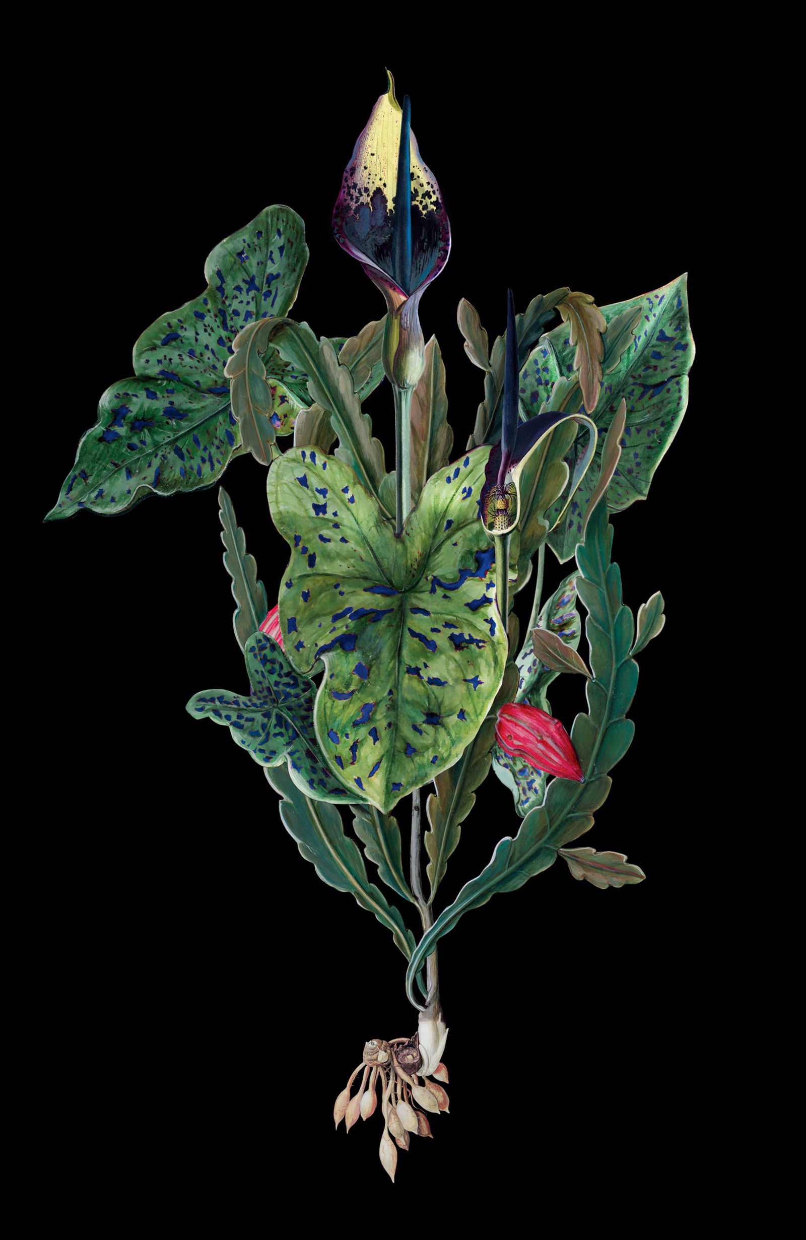 Aracbachia by Rive Roshan - Limited Edition. Edition of: 150. Signed.