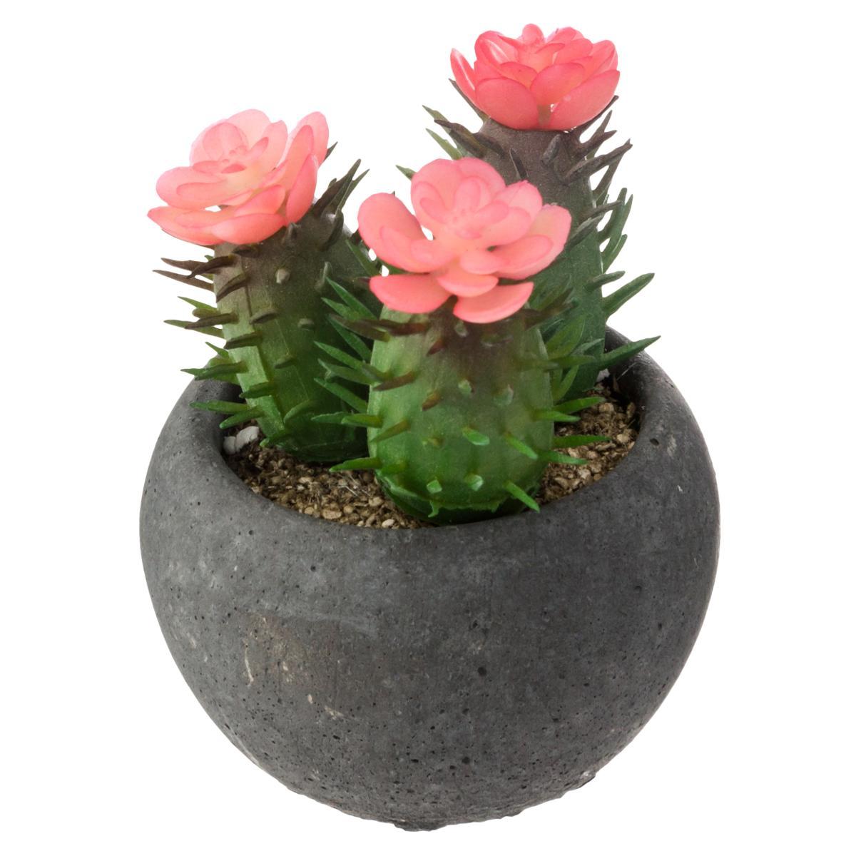 CACTUS POT CIMENT NOIR D.6.5CM