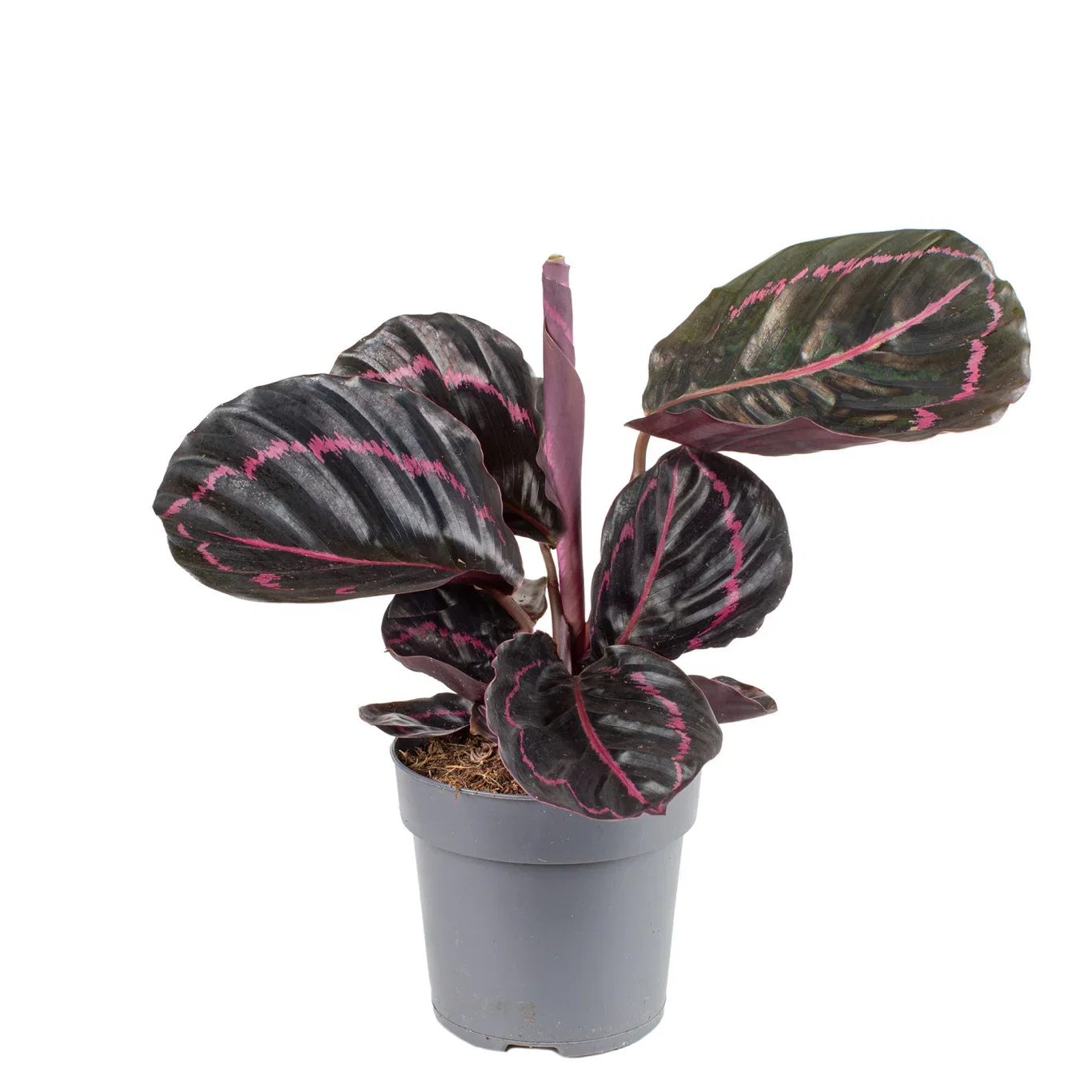 Goeppertia roseopicta 'Dottie' Calathea 'Dottie' Høyde 30 cm