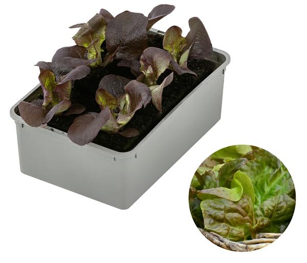 Bio Pflücksalat, 6er Schale