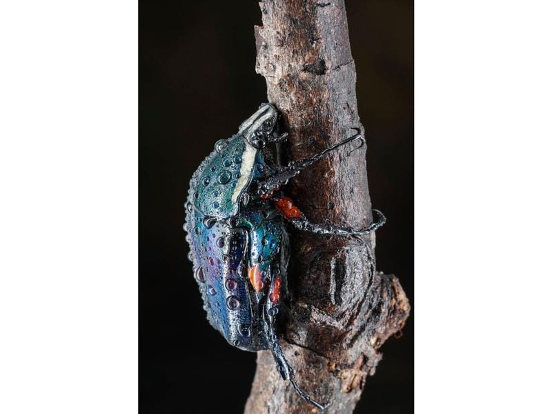 7Artisans Festbrennweite 60mm F/2.8 Mark II – Sony E-Mount Festbrennweite mit brillanter Optik und robuster Verarbeitungsqualität
