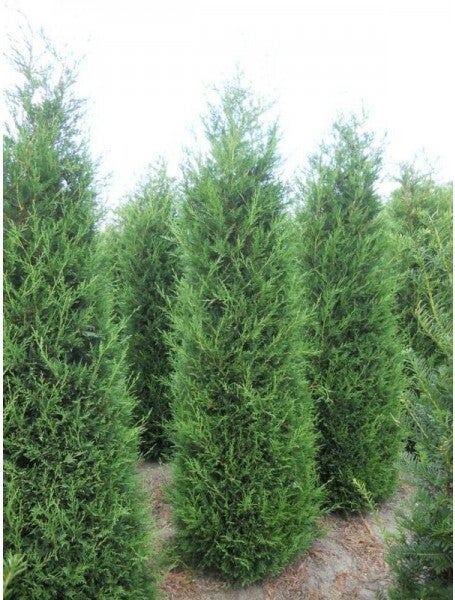 Haagconiveer (Cupressocyparis leylandii) H 175 cm
