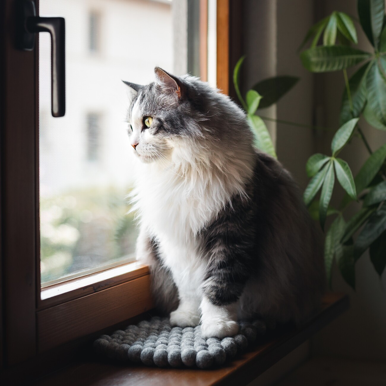 Catlabs Tier-Schlafplatz Lässige Liegematte aus Schafwolle
