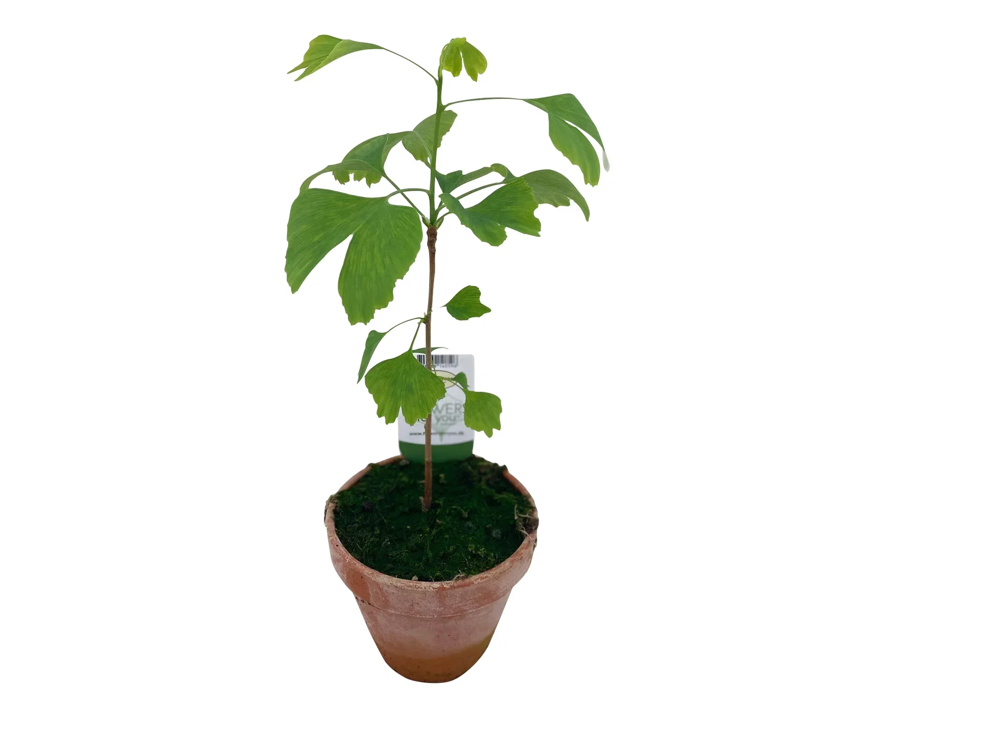 Ginkgo biloba Ginkgo i terrakottakrukke Ø9 cm