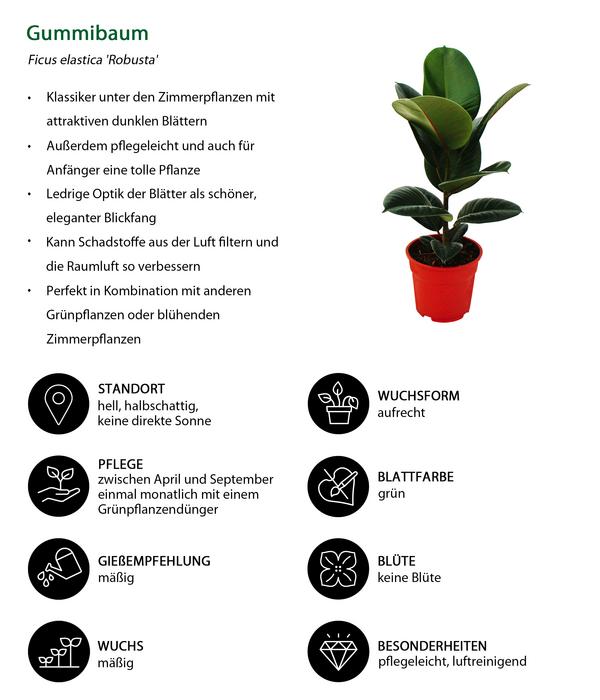 Gummibaum-Set - Ficus elastica, 2-teilig