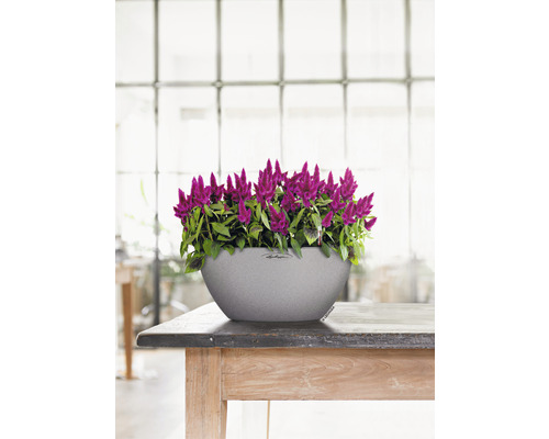 Cubeto Stone kunststof bloempot, 40x40x18 cm, steengrijs, inclusief grondbewateringssysteem en waterniveau-indicator